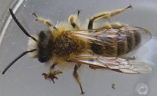 Andrena gravida